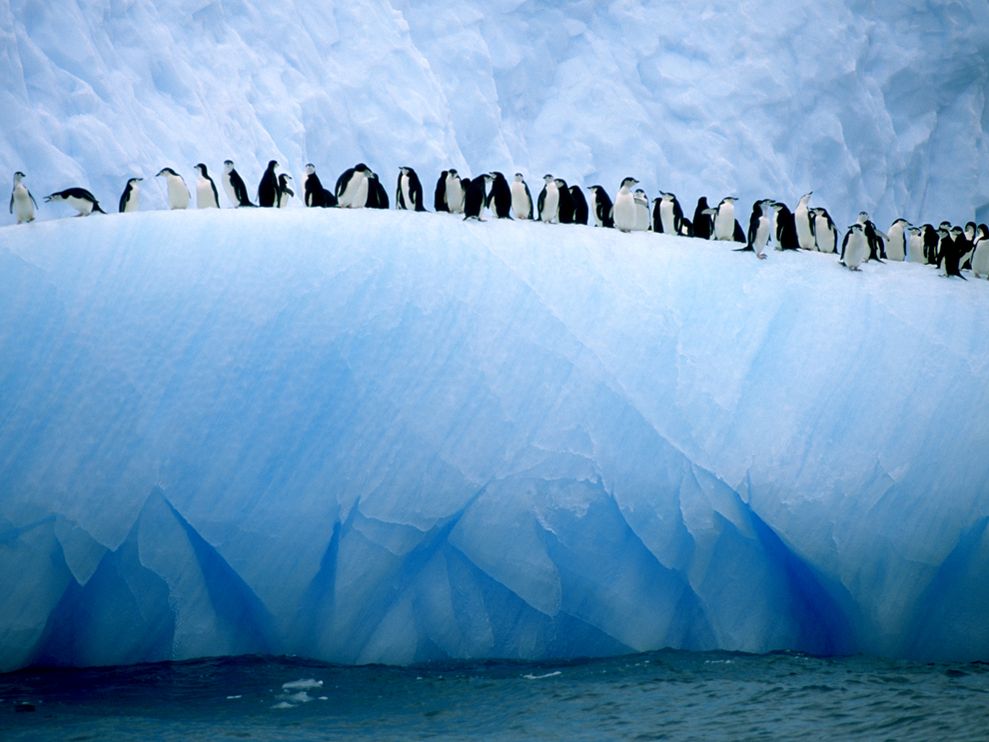blue-penguins-hopkins_1339_990 ...