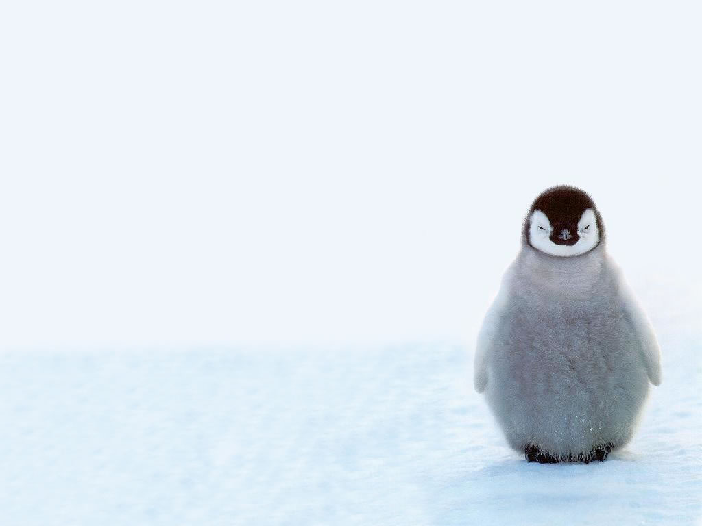 FunMozar – Wallpapers of Penguins