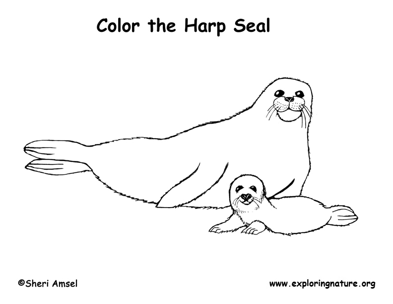 Coloring Page Seal - AZ Coloring Pages