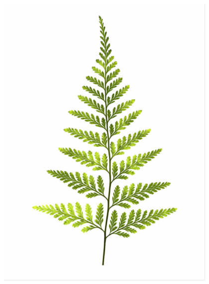 SMART Exchange - USA - Fern Leaf