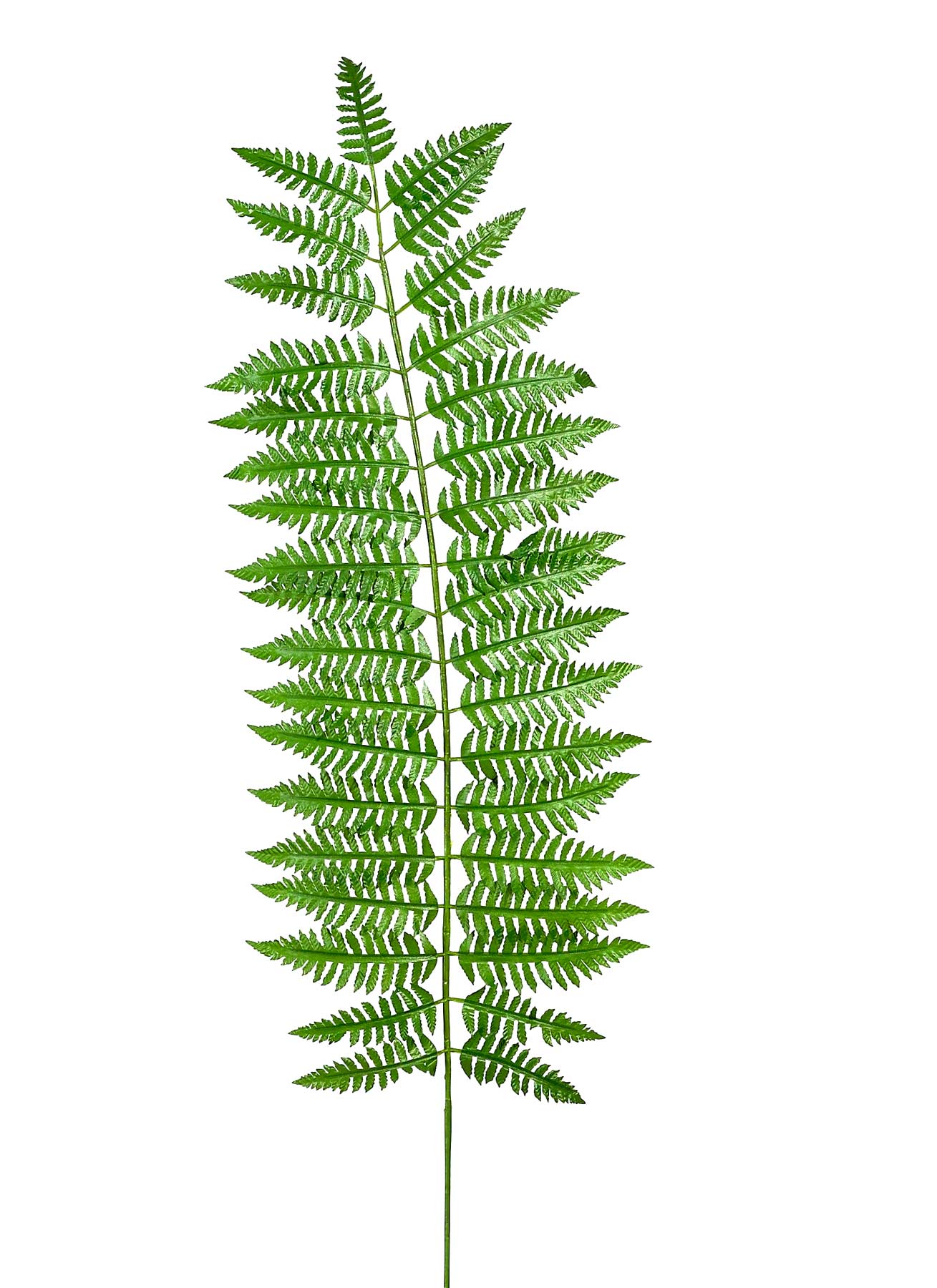 decorado | Giant fern leaf | for your decoration