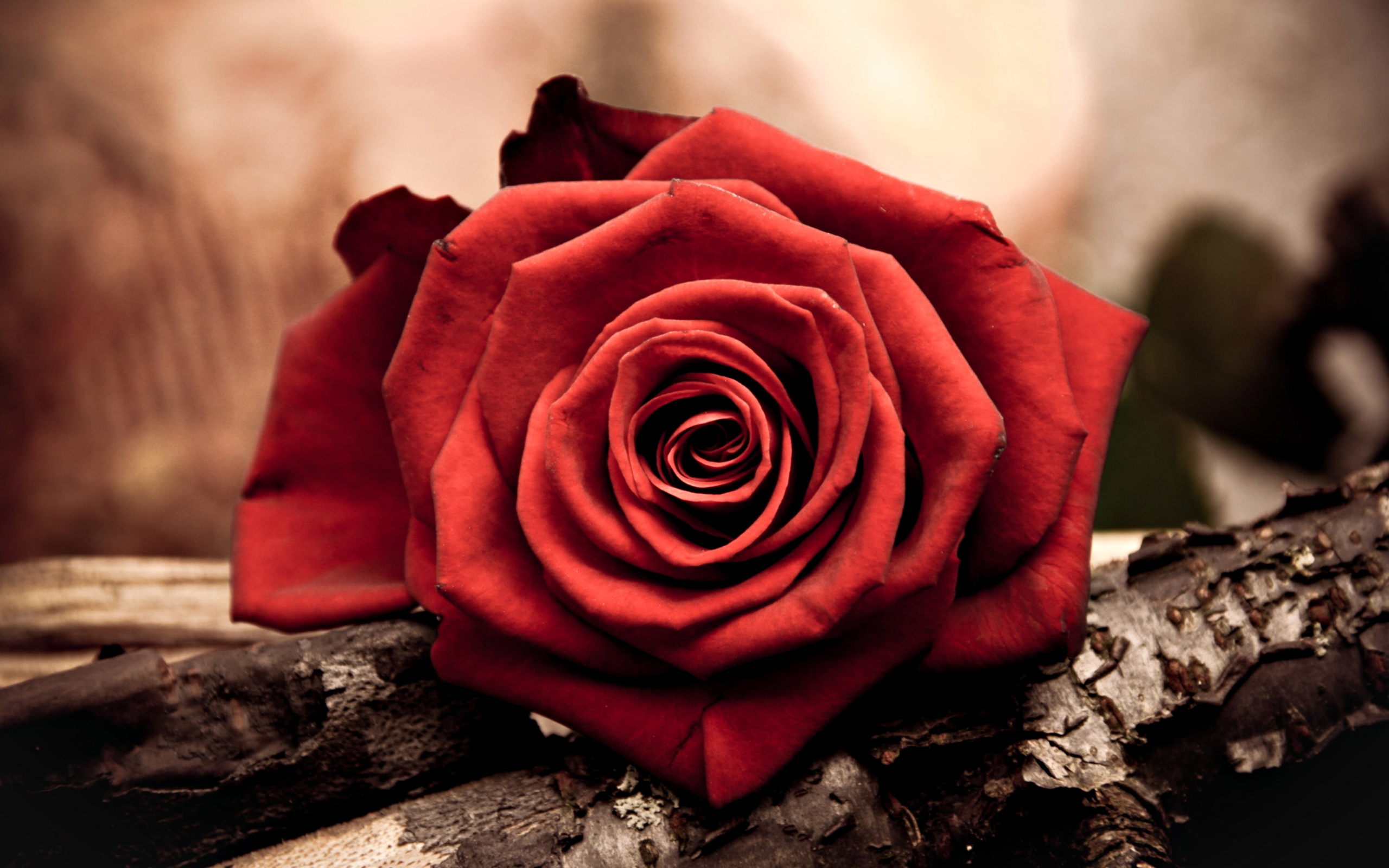 Red Rose , Messengers Of Love | HD Wallpapers