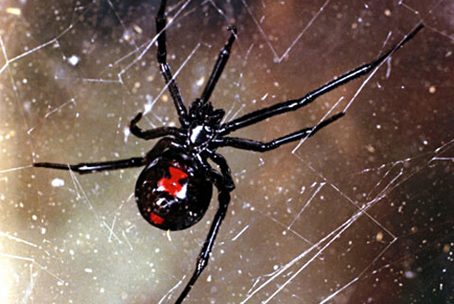 Widow Spiders | Publications and Educational Resources | Virginia Tech