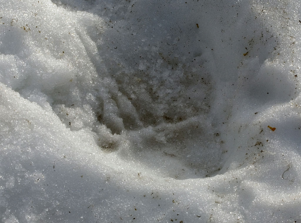 File:Brown bear footprint.jpg - Wikimedia Commons