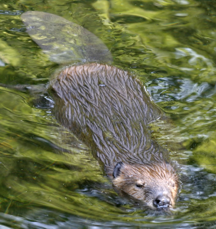 Beavers - Living with Wildlife | Washington Department of Fish ...