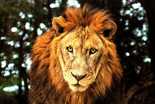 Lion face | Flickr - Photo Sharing!
