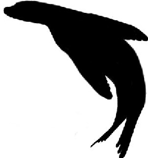 Ocean Safaris