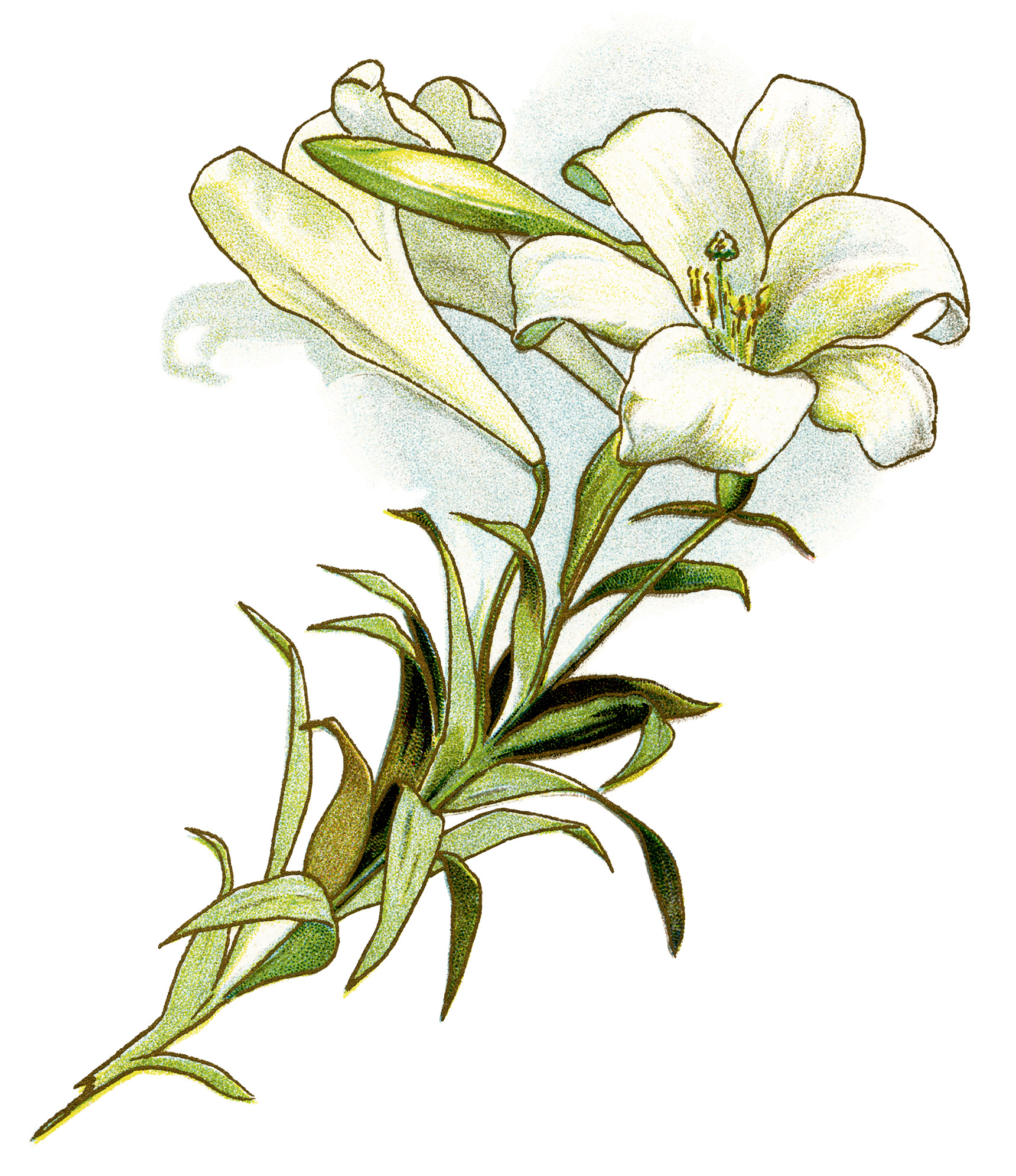 Images For > Tiger Lily Flower Clip Art