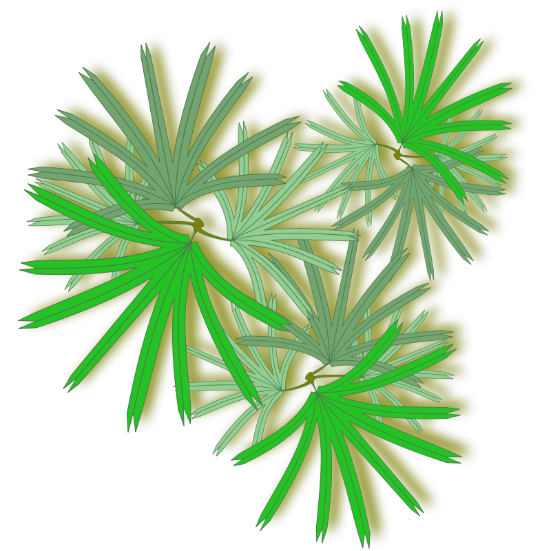 Clipart - Palm-Raphis-02