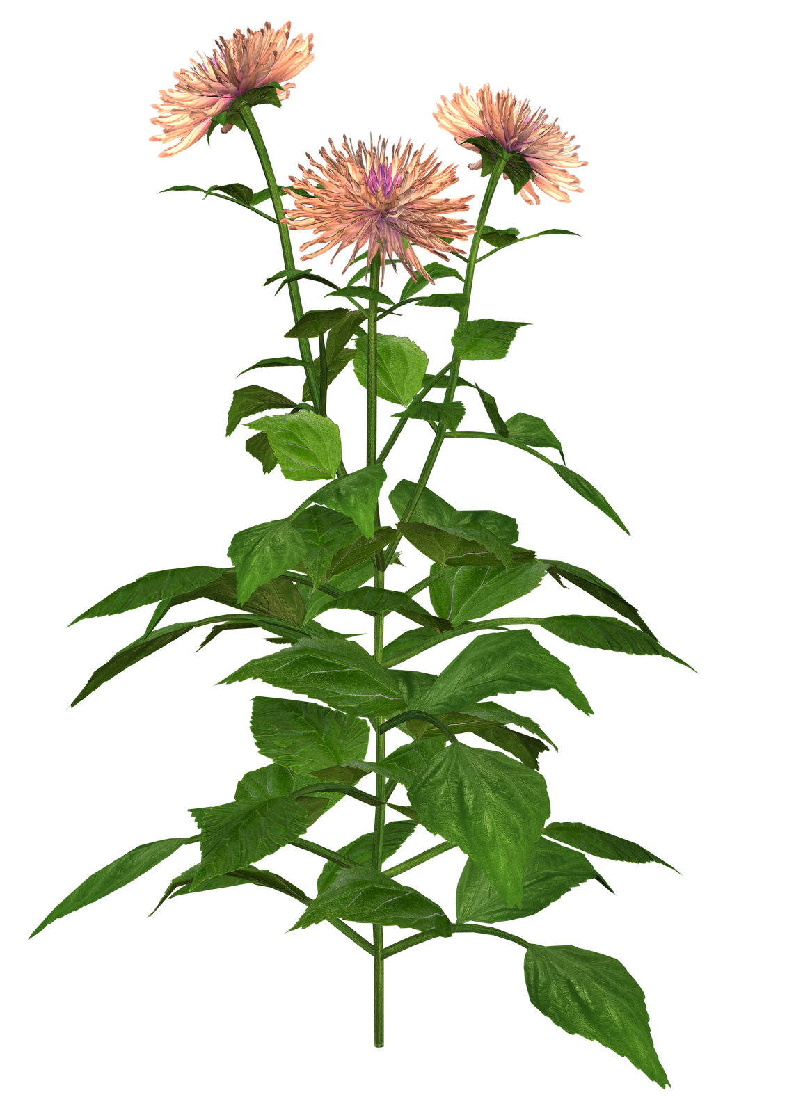 Free High Resolution graphics and clip art: Dahlia png graphics