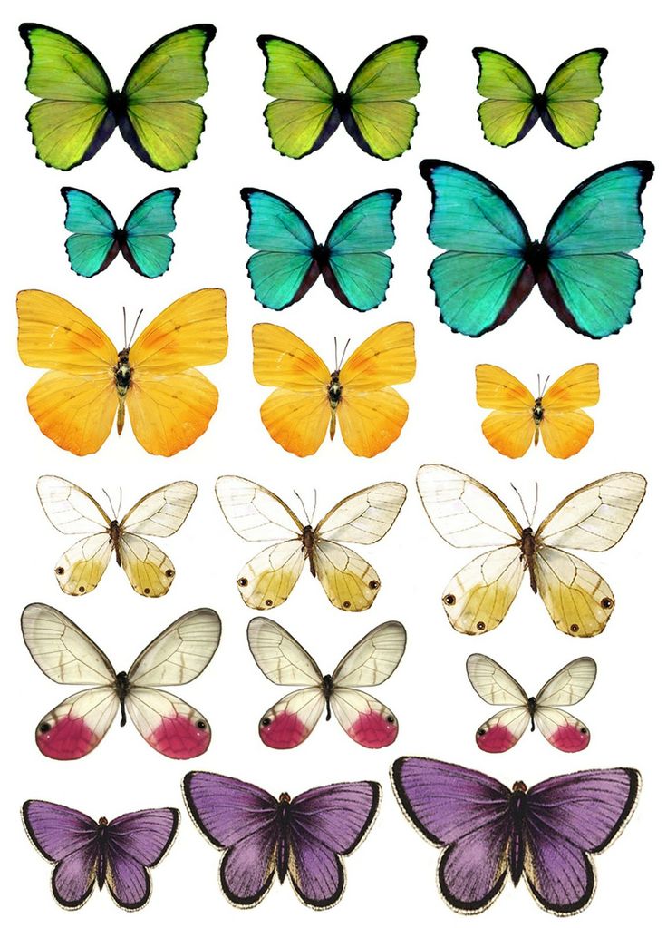 Pin by Jackie Allen on Butterflies | Pinterest