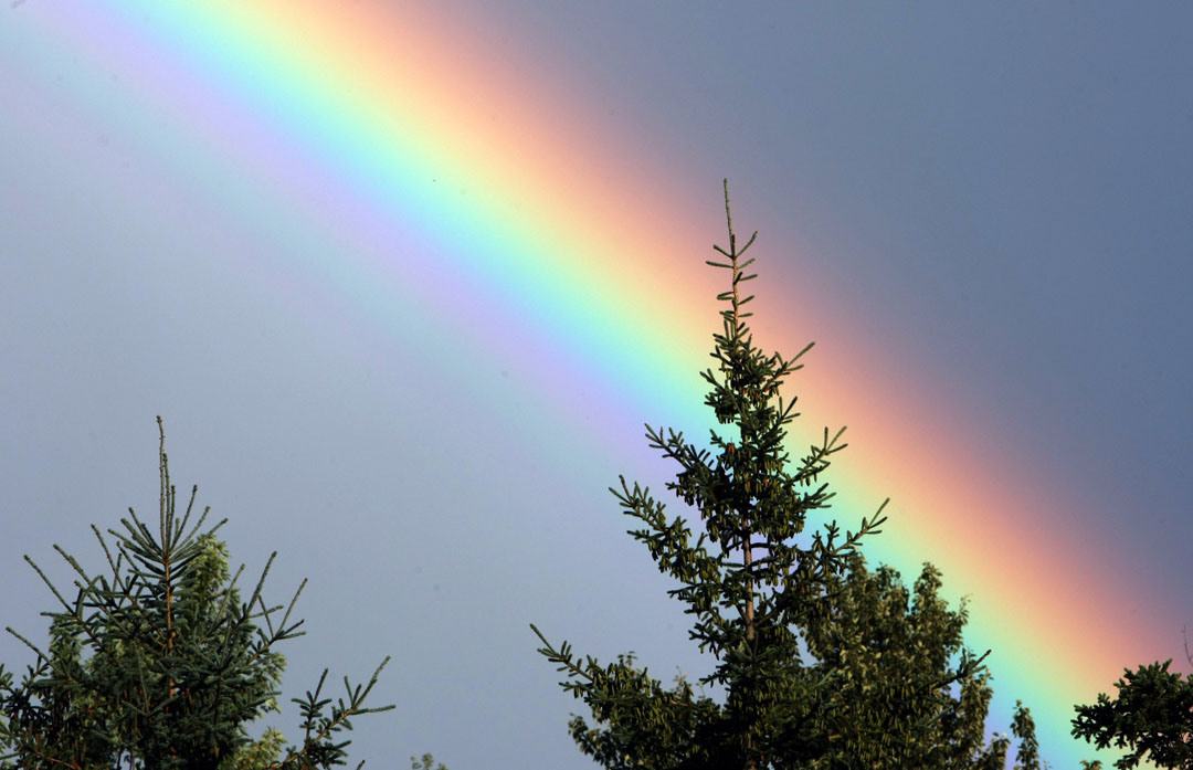 Rainbow-UT-closeup_S.jpg