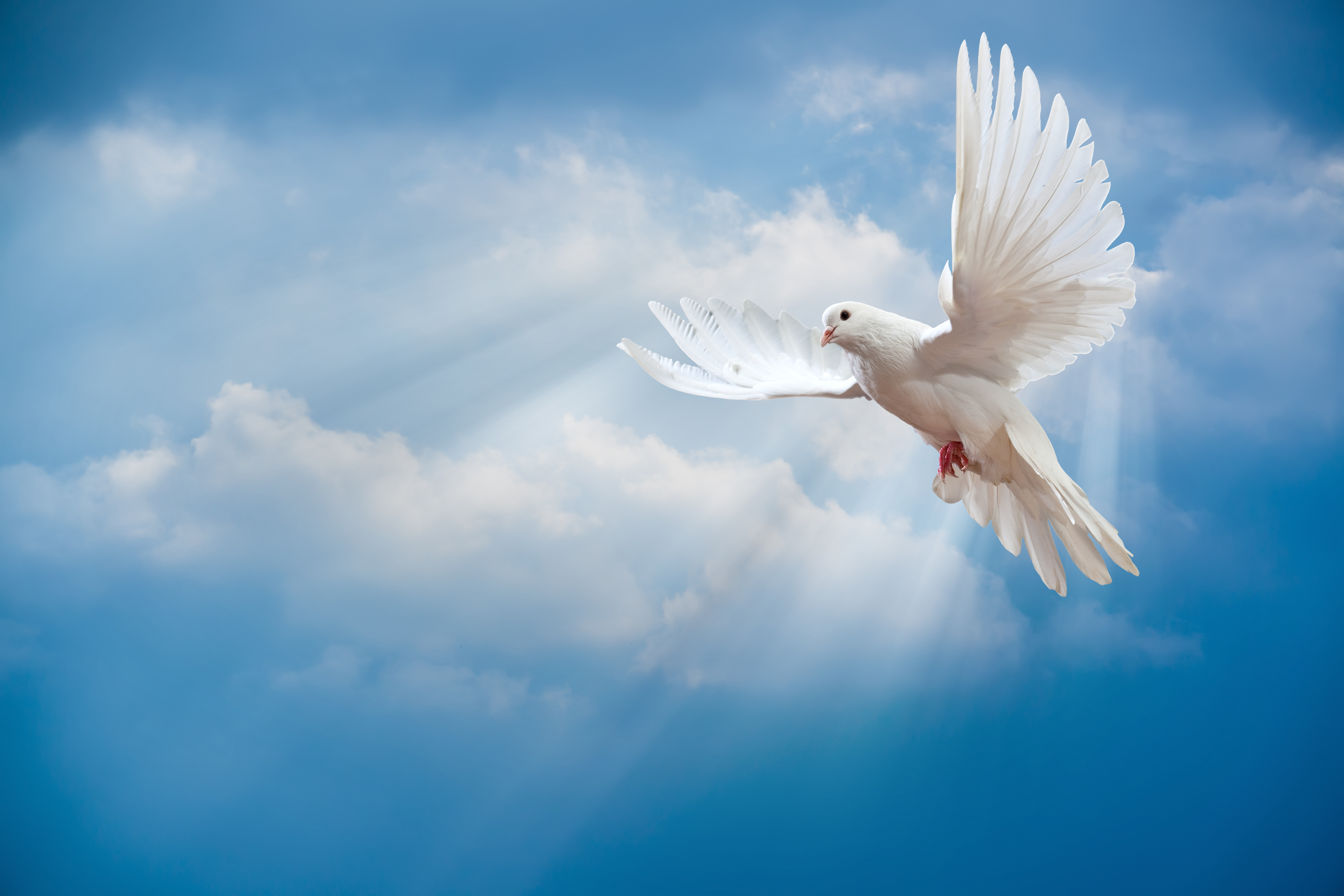 Download wallpaper dove, peace, sky, pigeon, white, sunrays, white ...