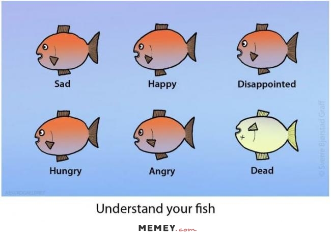 Fish Memes | Funny Fish Pictures | MEMEY.com