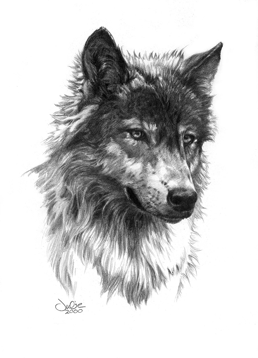 Wolf Head - Julie Bell Fine Art