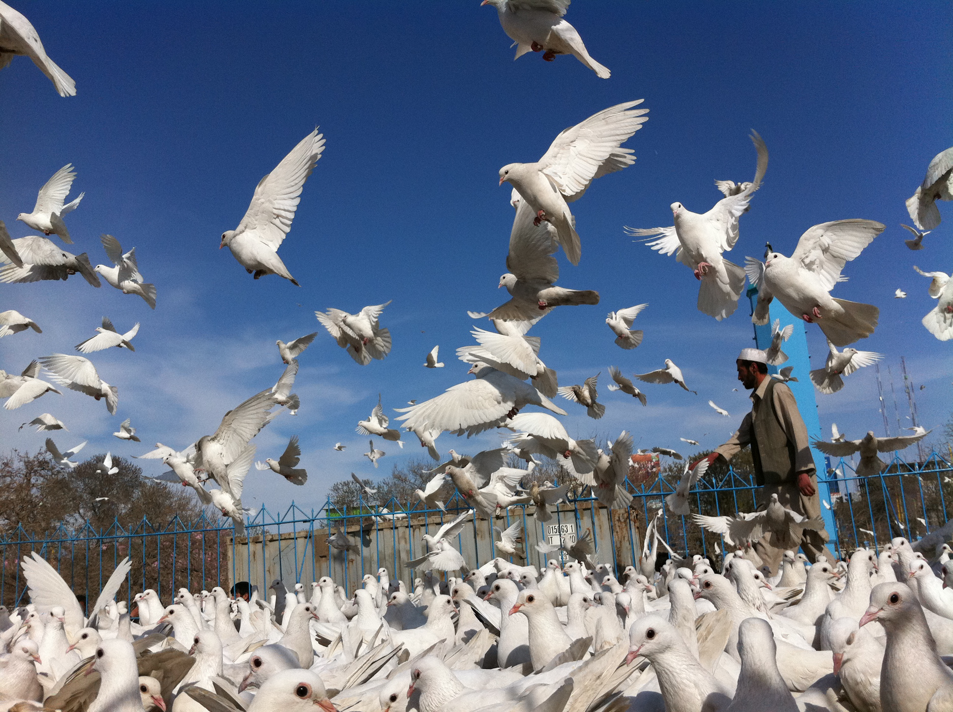 File:White Doves at the Blue Mosque (5778806750).jpg - Wikimedia ...