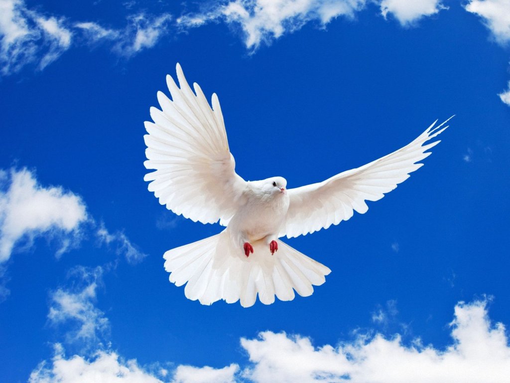 Dove - Doves Wallpaper (31209127) - Fanpop