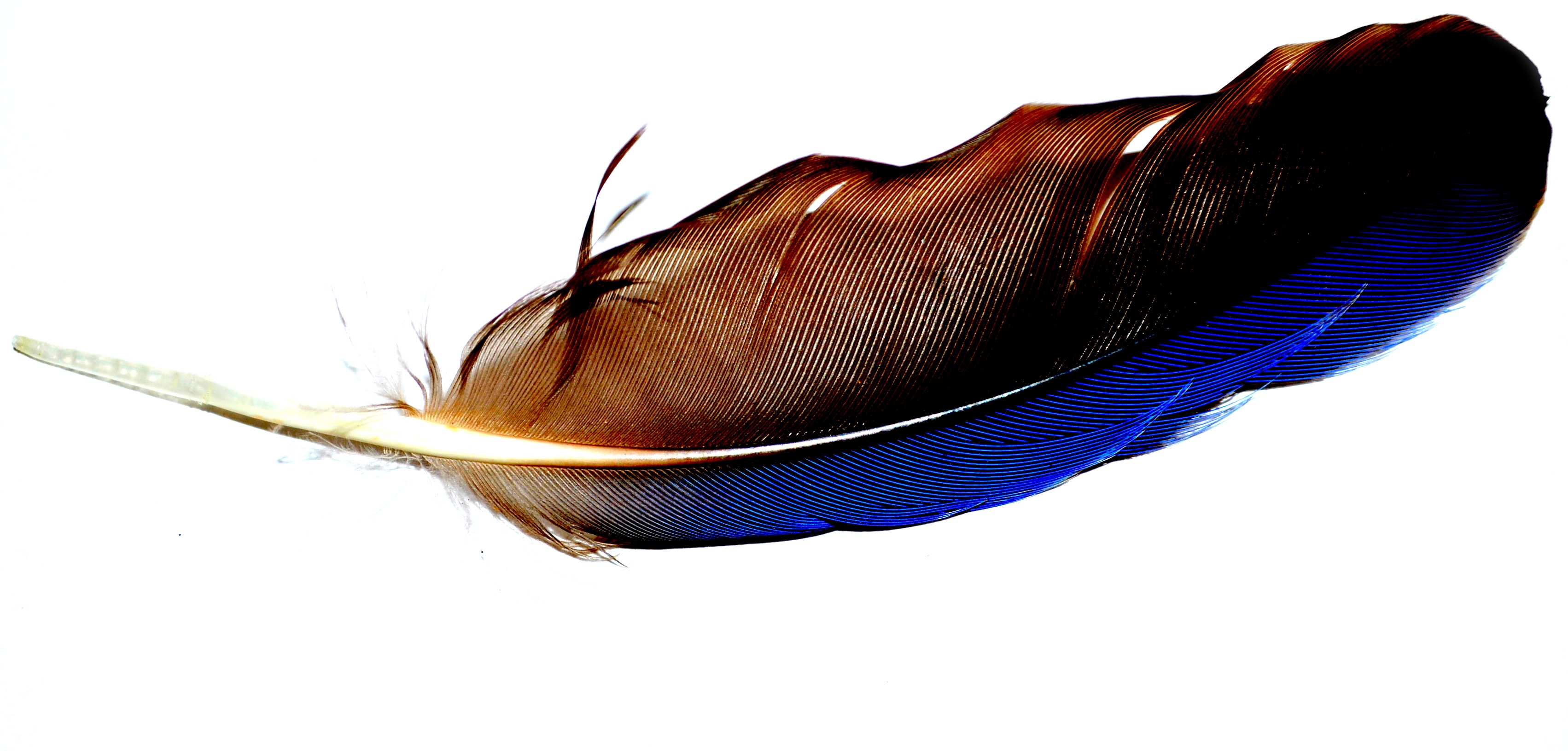 Backyard Feather | tina dunks perceptions