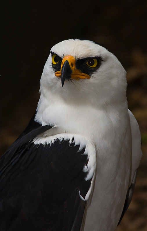 Black and white Hawk Eagle - Raptor - Predator | Birds of a ...