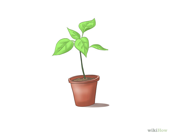 How to Nurse a Potted Plant Back to Health - 9 Easy Steps
