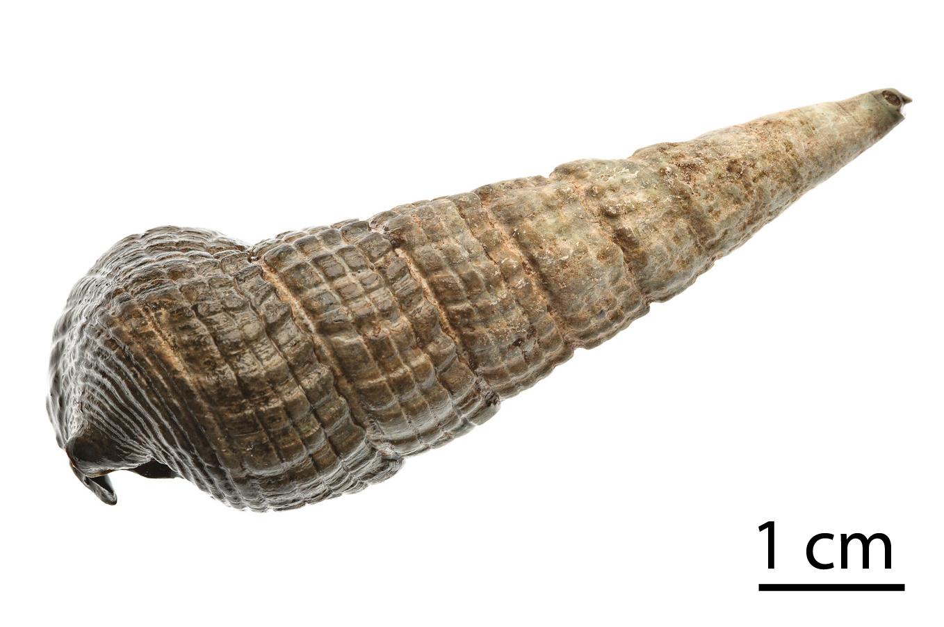 File:Terebralia palustris shell.png - Wikimedia Commons