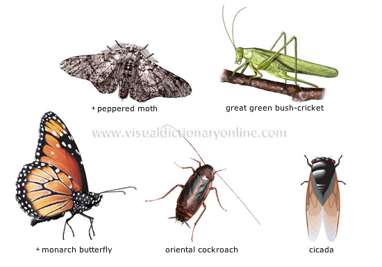ANIMAL KINGDOM :: INSECTS AND ARACHNIDS :: EXAMPLES OF INSECTS [2 ...