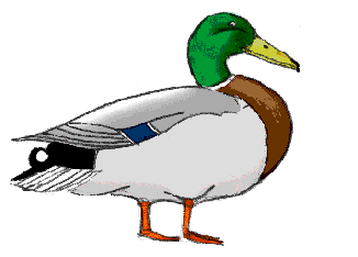 How to Draw Ducks : Drawing Tutorials & Drawing & How to Draw ...