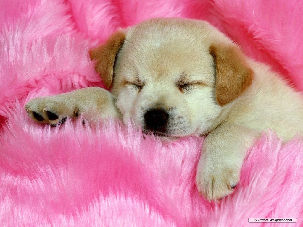Blog About Dogs | Woof Woof Woof