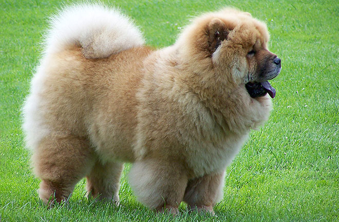 The Earliest Dogs: Photos : Discovery News