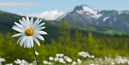 Daisy Canvas Art Prints | Daisy Panoramic Photos, Posters, & More ...