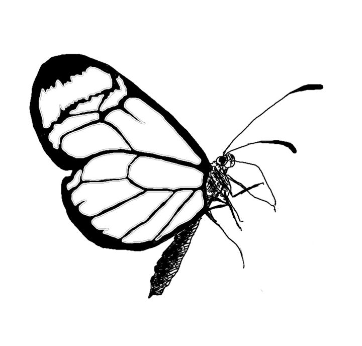 The Kitchen Table Crafter: Free Digi Sketch: Lacewing Butterfly
