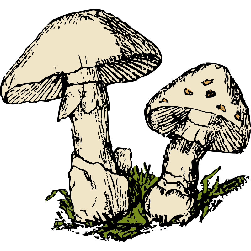 Clipart - two mushrooms