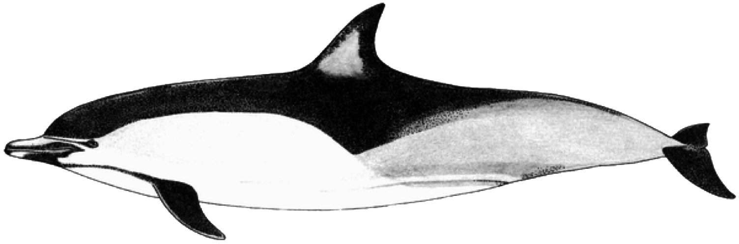 OceanViewer