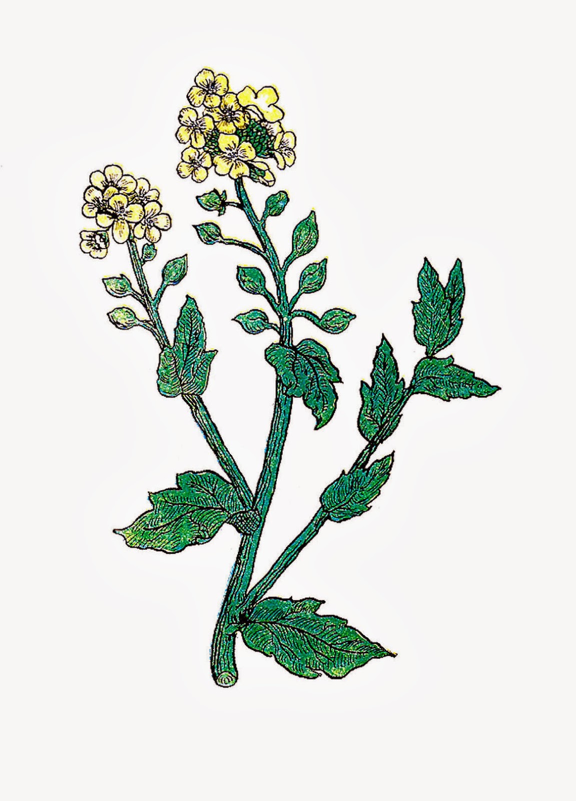 Antique Images: Free Botanical Clip Art: 3 Vintage Herb Graphics ...