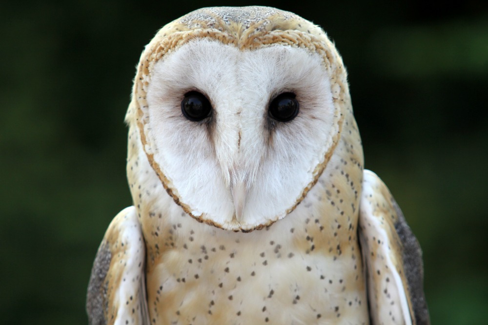 Barn Owl - The Cincinnati Zoo & Botanical Garden