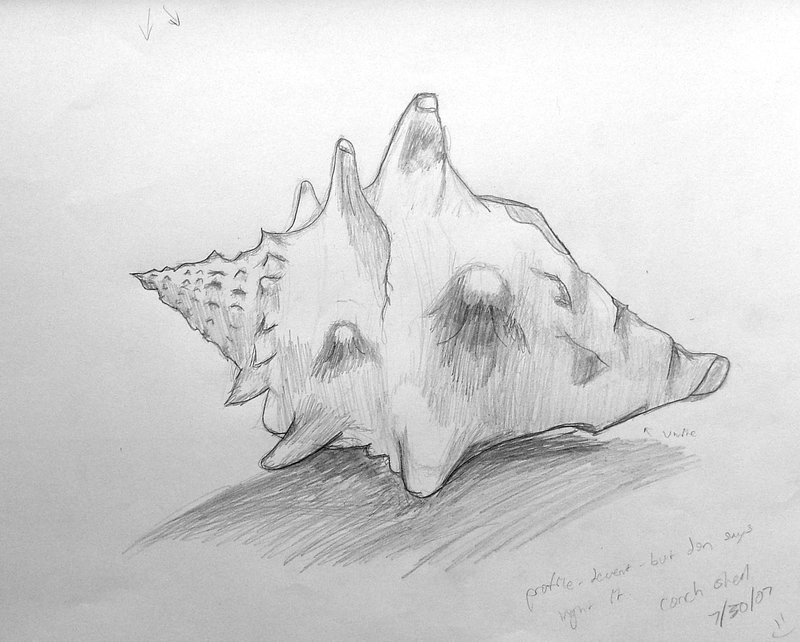Conch Shell - initial sketch by Rhino0 on DeviantArt