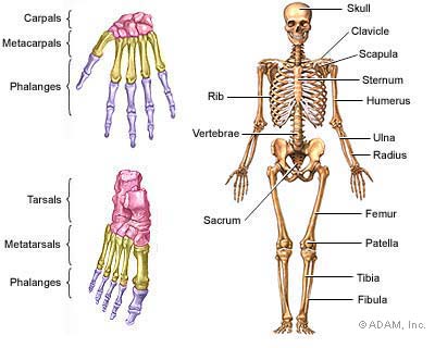 Osteoporosis - In-Depth Report - NY Times Health