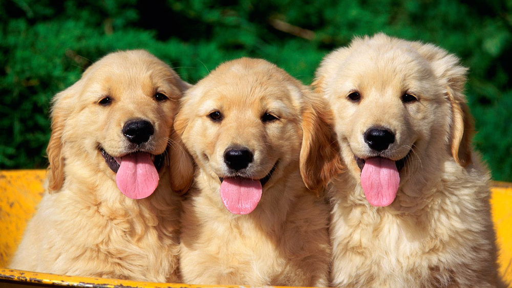 Puppies: The Movie — FILM CAUSES