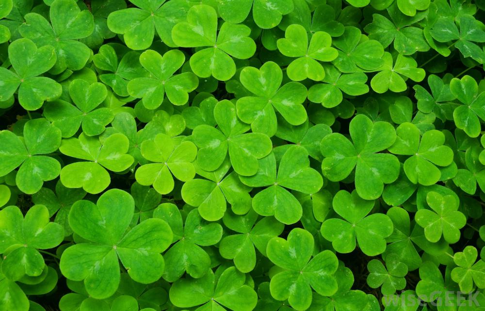 What is a Shamrock? (with pictures)