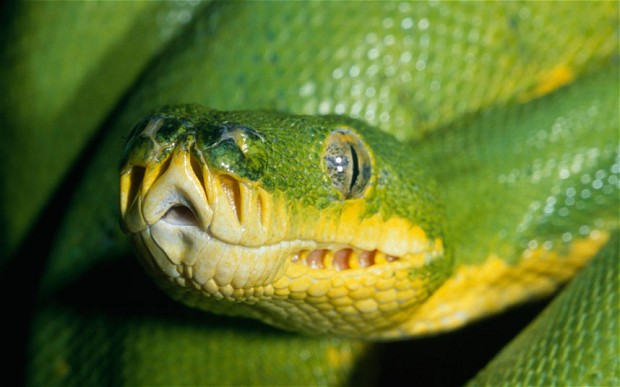 Do Christians Believe in Talking Snakes? | Strange Notions