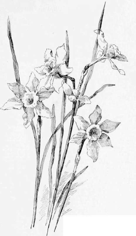 Daffodils-2-Pen-Drawing-By-E-M ...