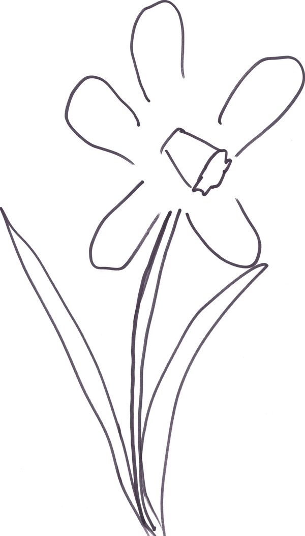 Daffodil drawing by snoogaloo on DeviantArt