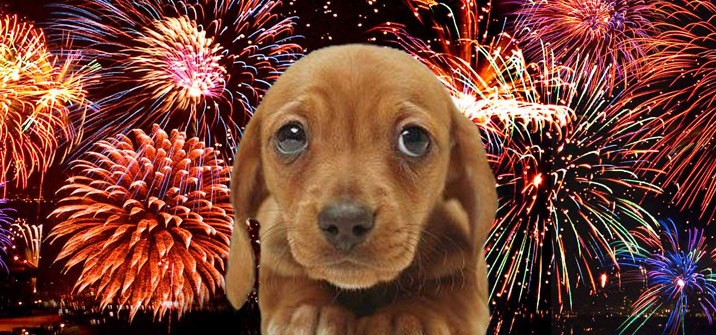 Do fireworks scare your dog? - Harden Ranch Veterinary Hospital