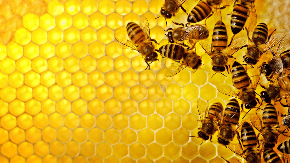The Beehive Structure Lends Itself to the Future of Work ...
