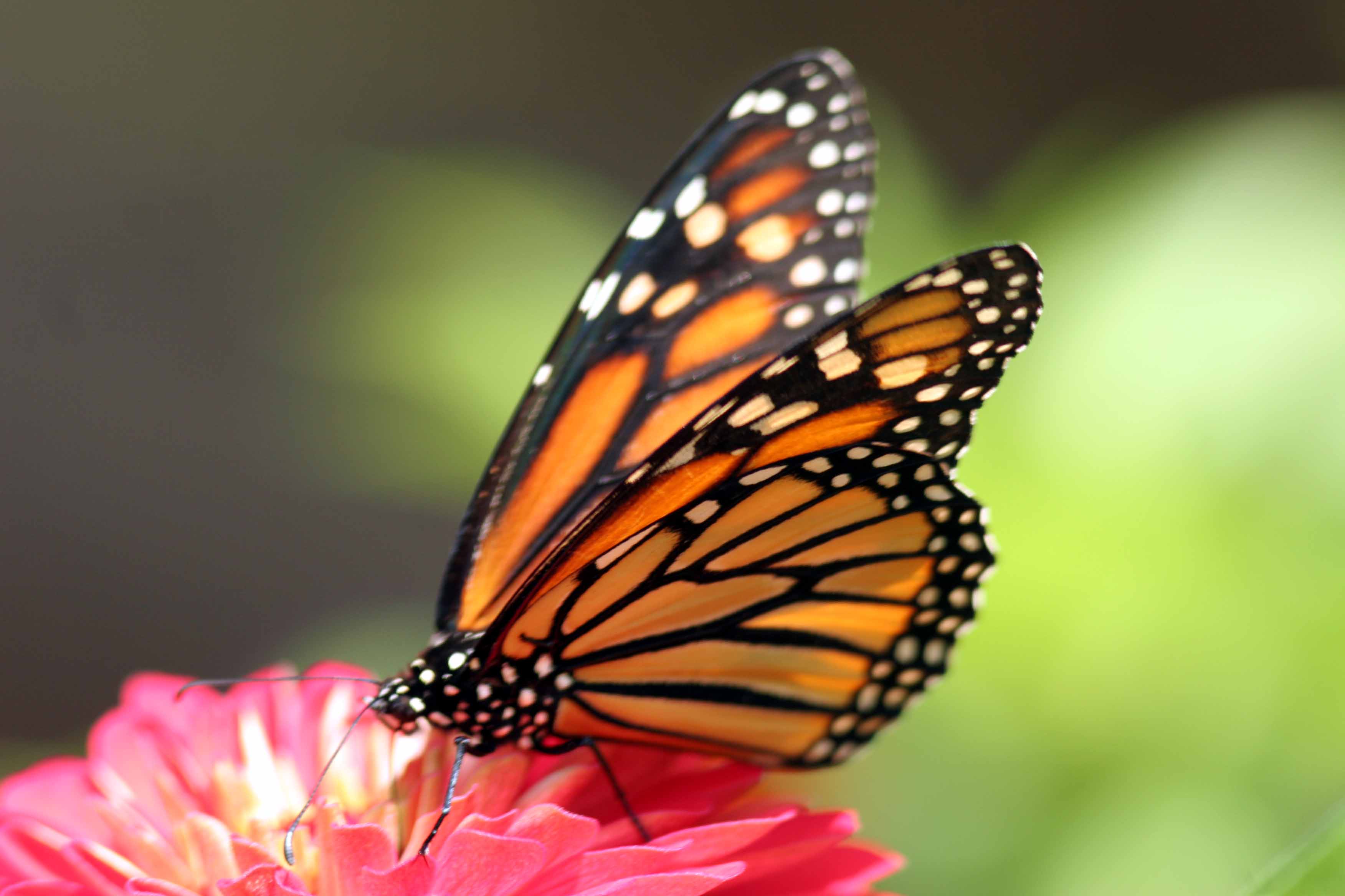 Butterfly JattDiSite.com