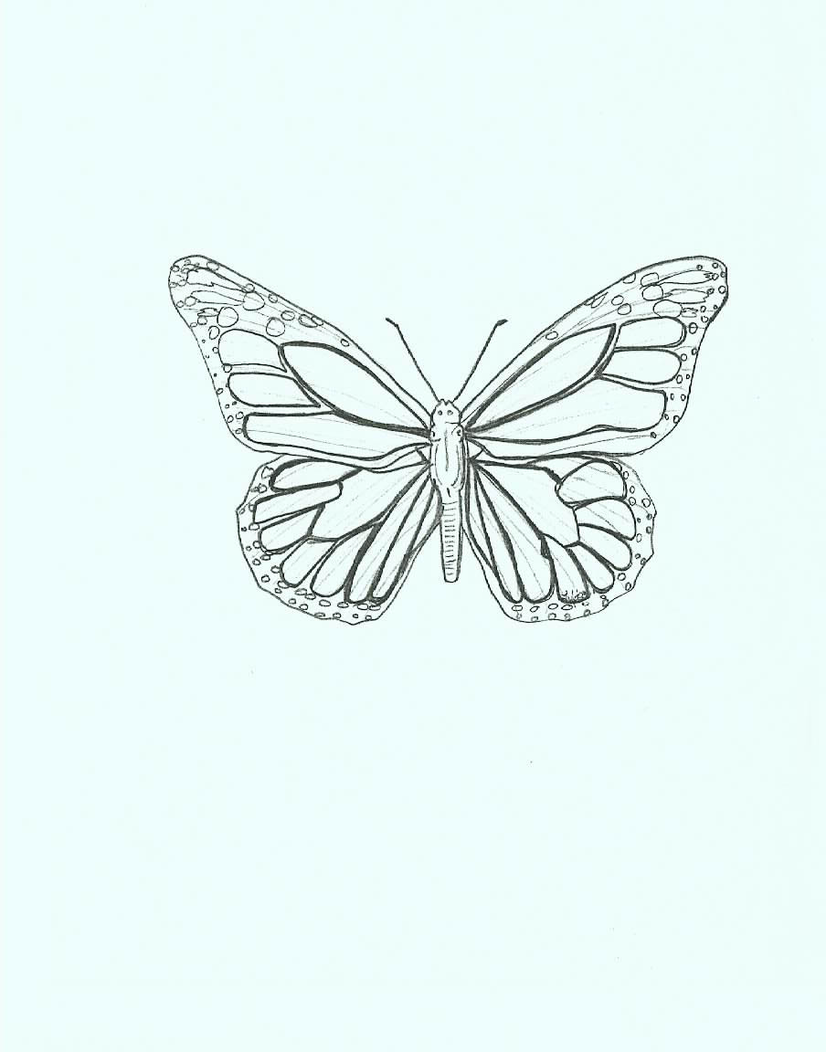 Drawing of Alabama State Insect: Monarch Butterfly