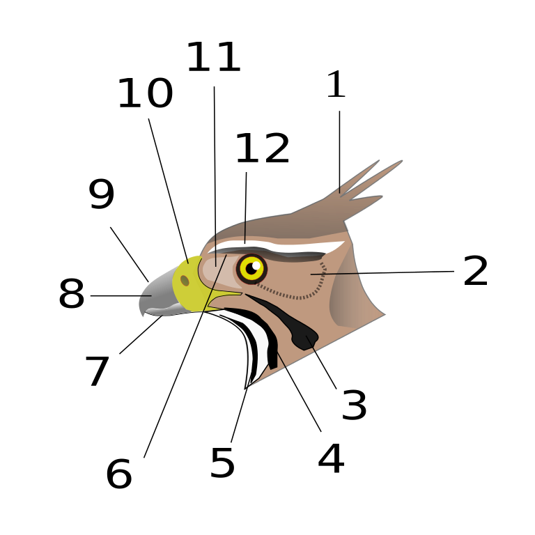 File:EagleHead.svg - Wikimedia Commons