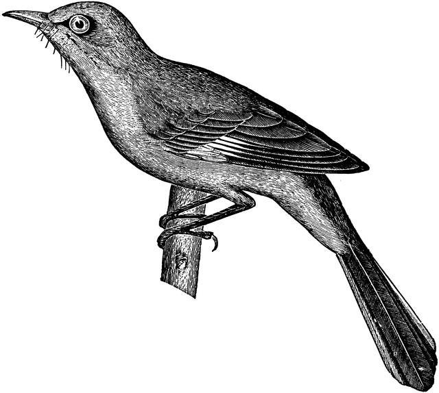 Mockingbird | ClipArt ETC