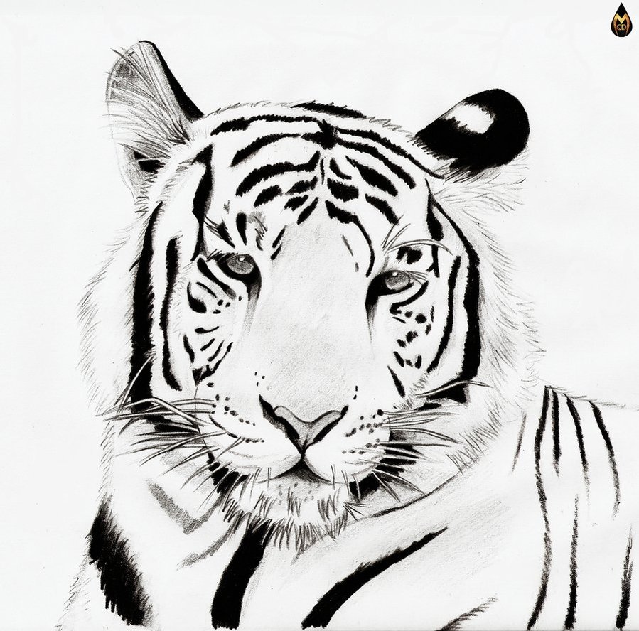 Download wallpaper: white tiger, picture, photo, download