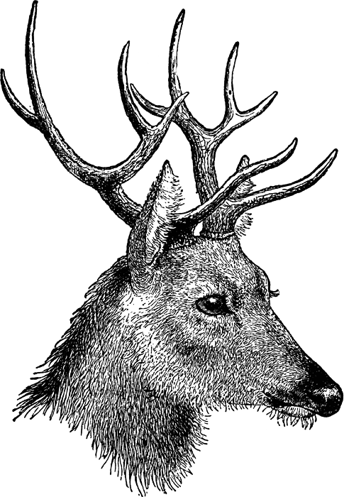 Mounted Deer Head Clip Art Images & Pictures - Becuo